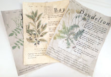 Load image into Gallery viewer, Magical Herbalism Prints