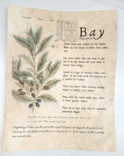 Load image into Gallery viewer, Magical Herbalism Prints