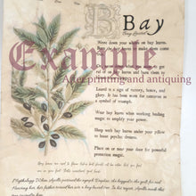 Load image into Gallery viewer, DIGITAL DOWNLOAD - Magical Herbalism Book of Shadows Kitchen Witch Decor Pages - 10 magical plants folklore - Apple, Bay, Basil and more